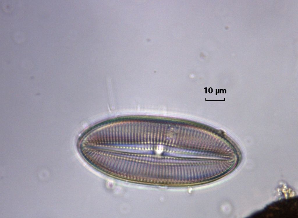 Se poteste dare un giudizio.